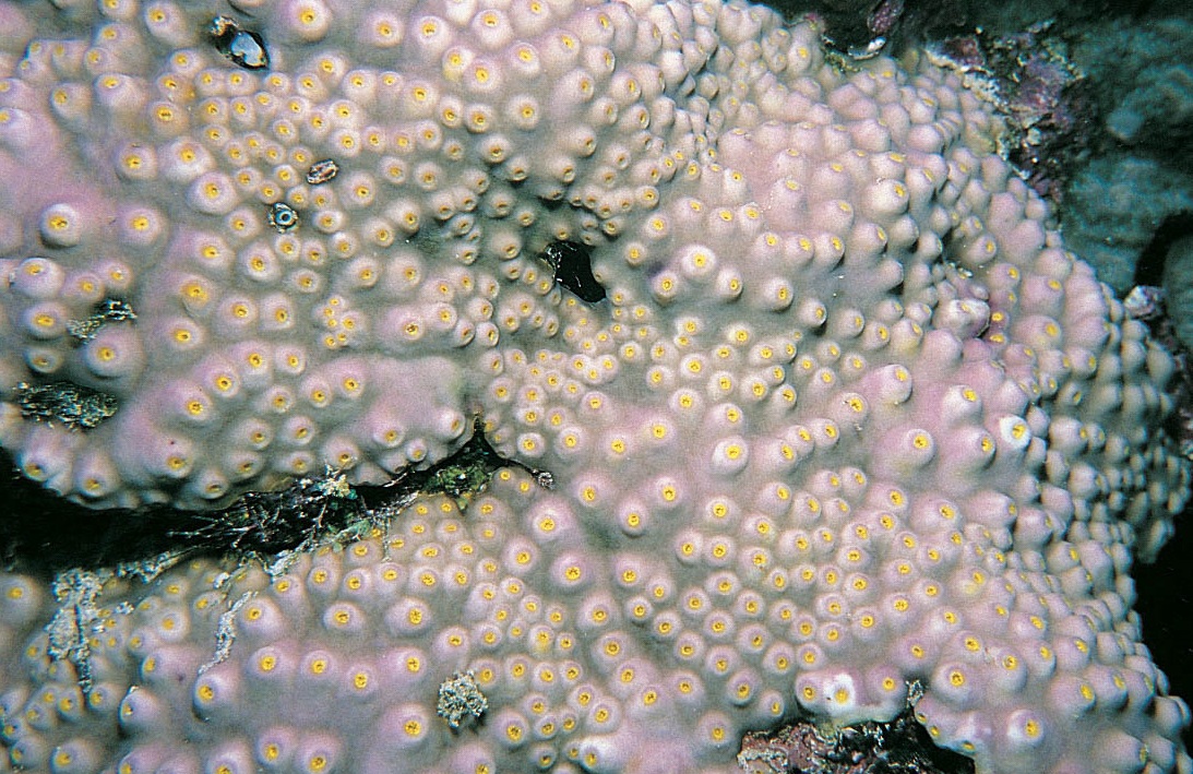 优雅陀螺珊瑚