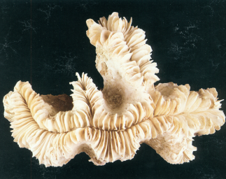 缨真叶珊瑚
