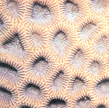 秘密角蜂巢珊瑚