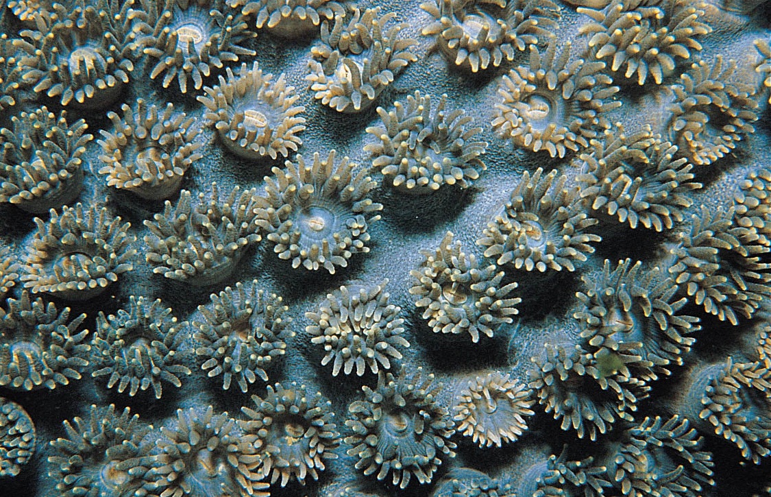 盾形陀螺珊瑚
