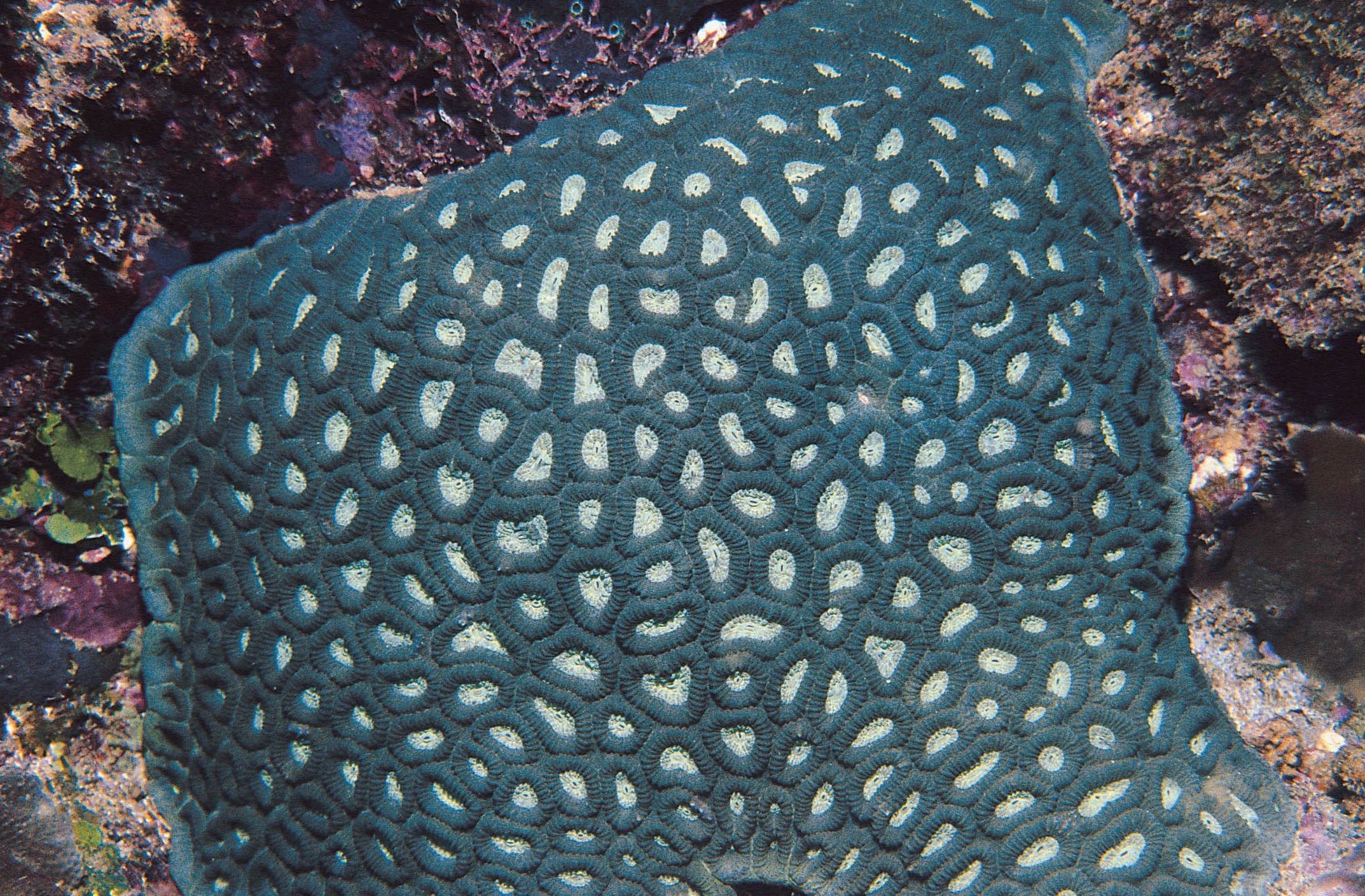 标准蜂巢珊瑚