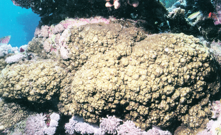繁锦蔷薇珊瑚