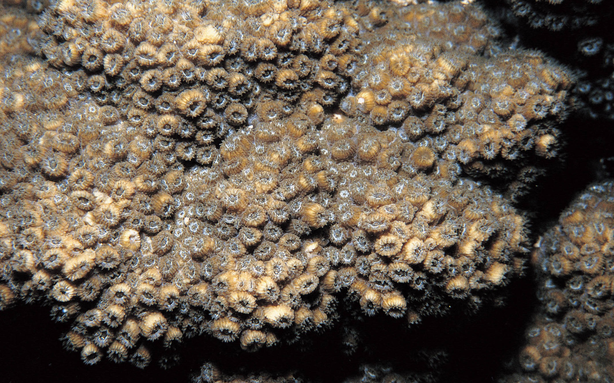 锯齿刺星珊瑚