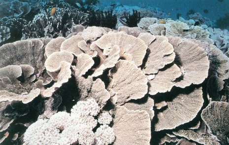 叶状蔷薇珊瑚