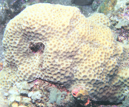 海孔角蜂巢珊瑚