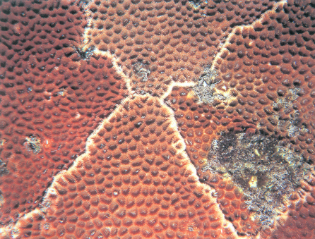 网状菊花珊瑚