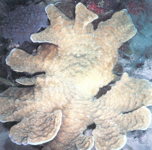 环形薄层珊瑚