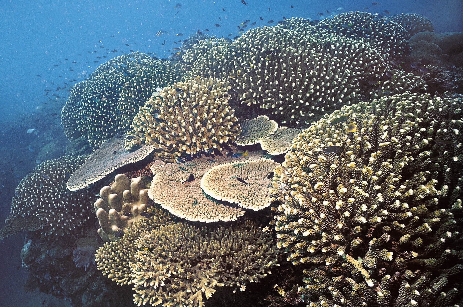 埃氏杯型珊瑚
