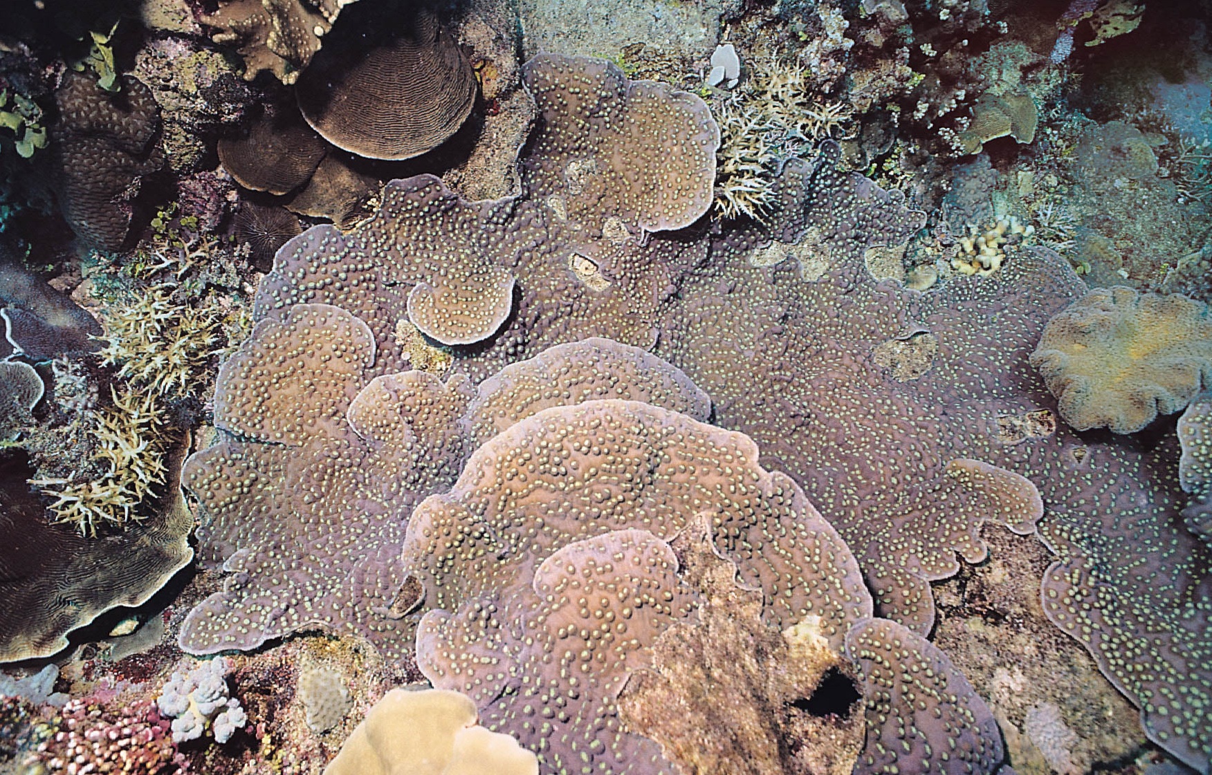 圆冠珊瑚