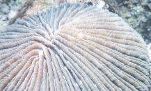 石芝珊瑚