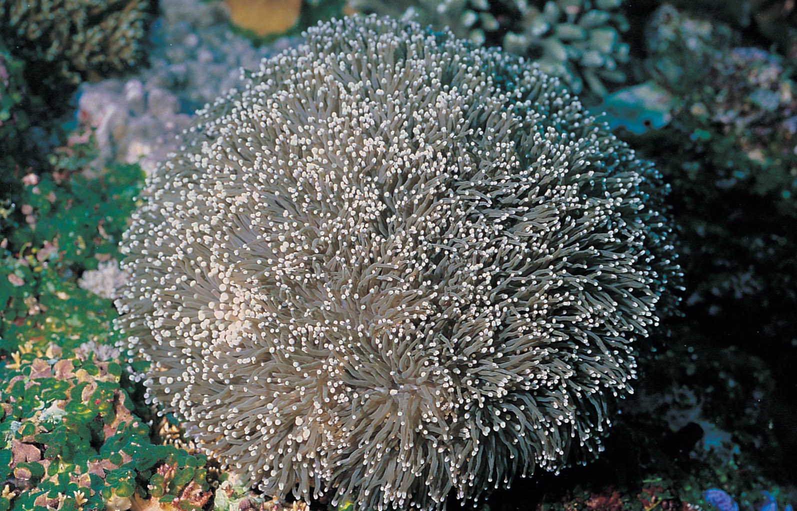滑真叶珊瑚