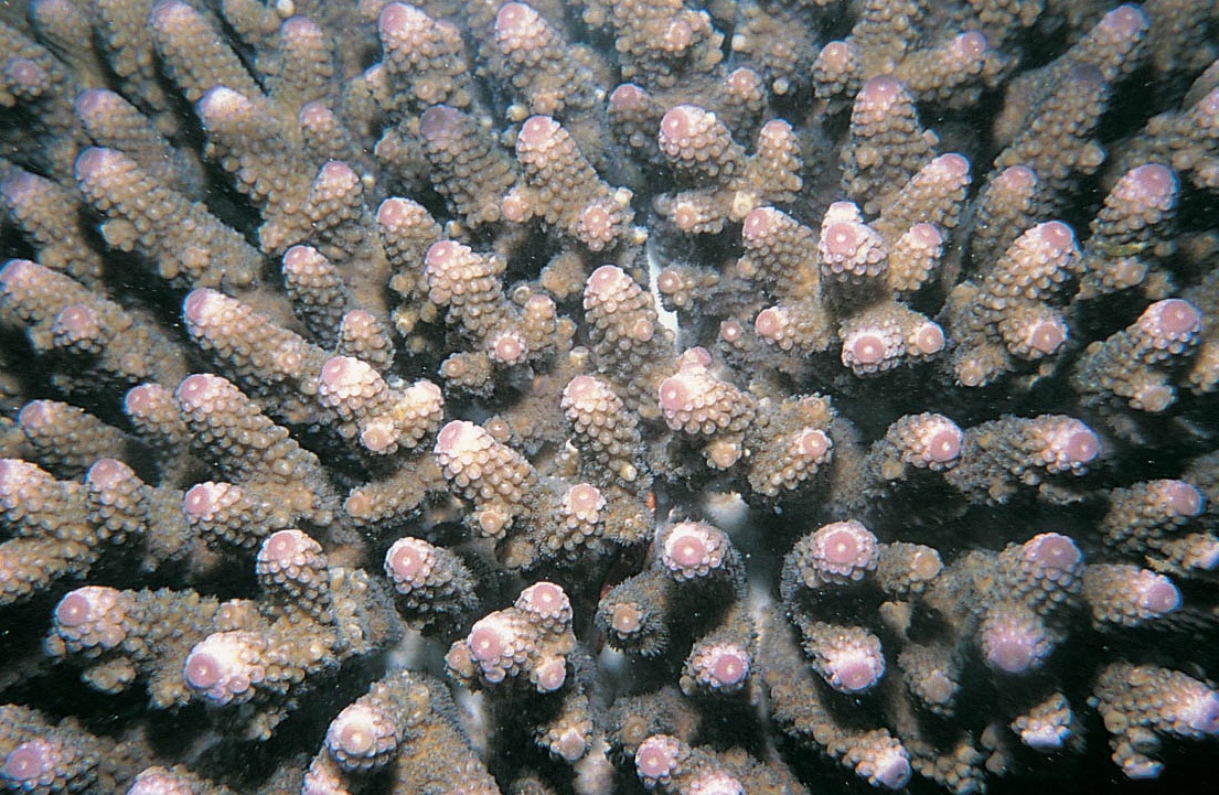 指形鹿角珊瑚