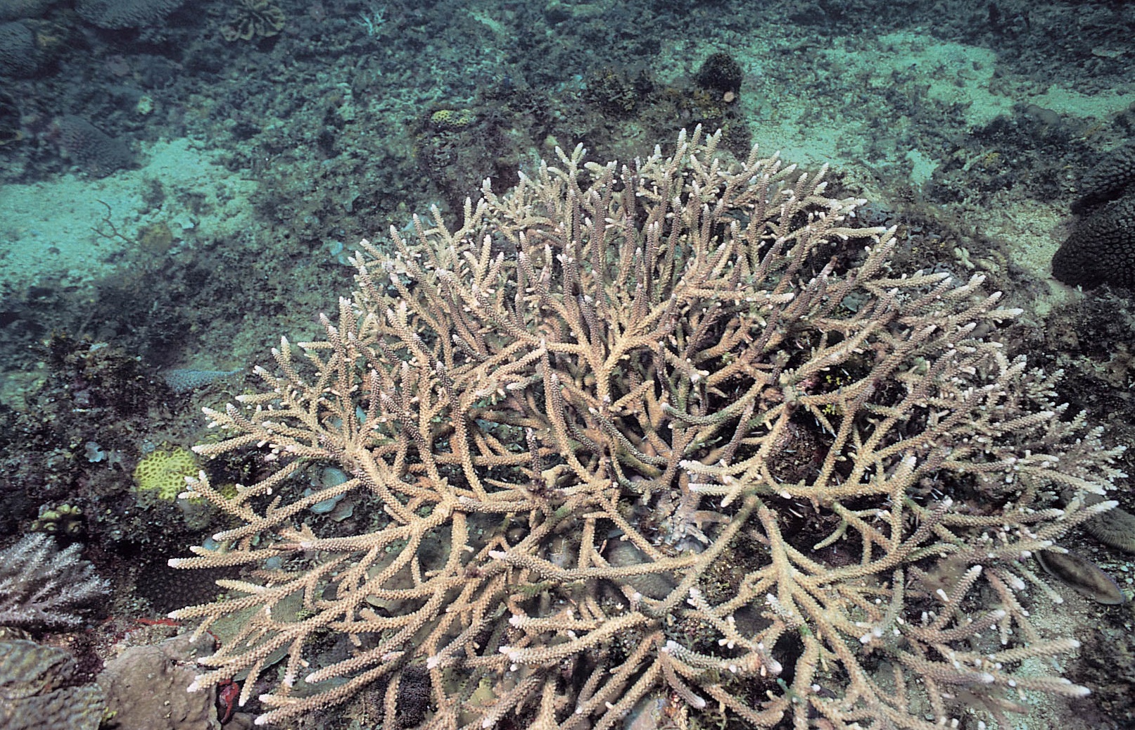 美丽鹿角珊瑚