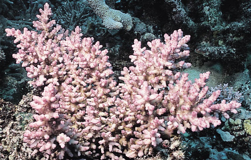 玫瑰鹿角珊瑚