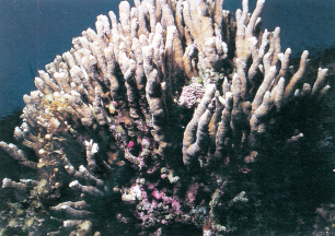 横错蔷薇珊瑚