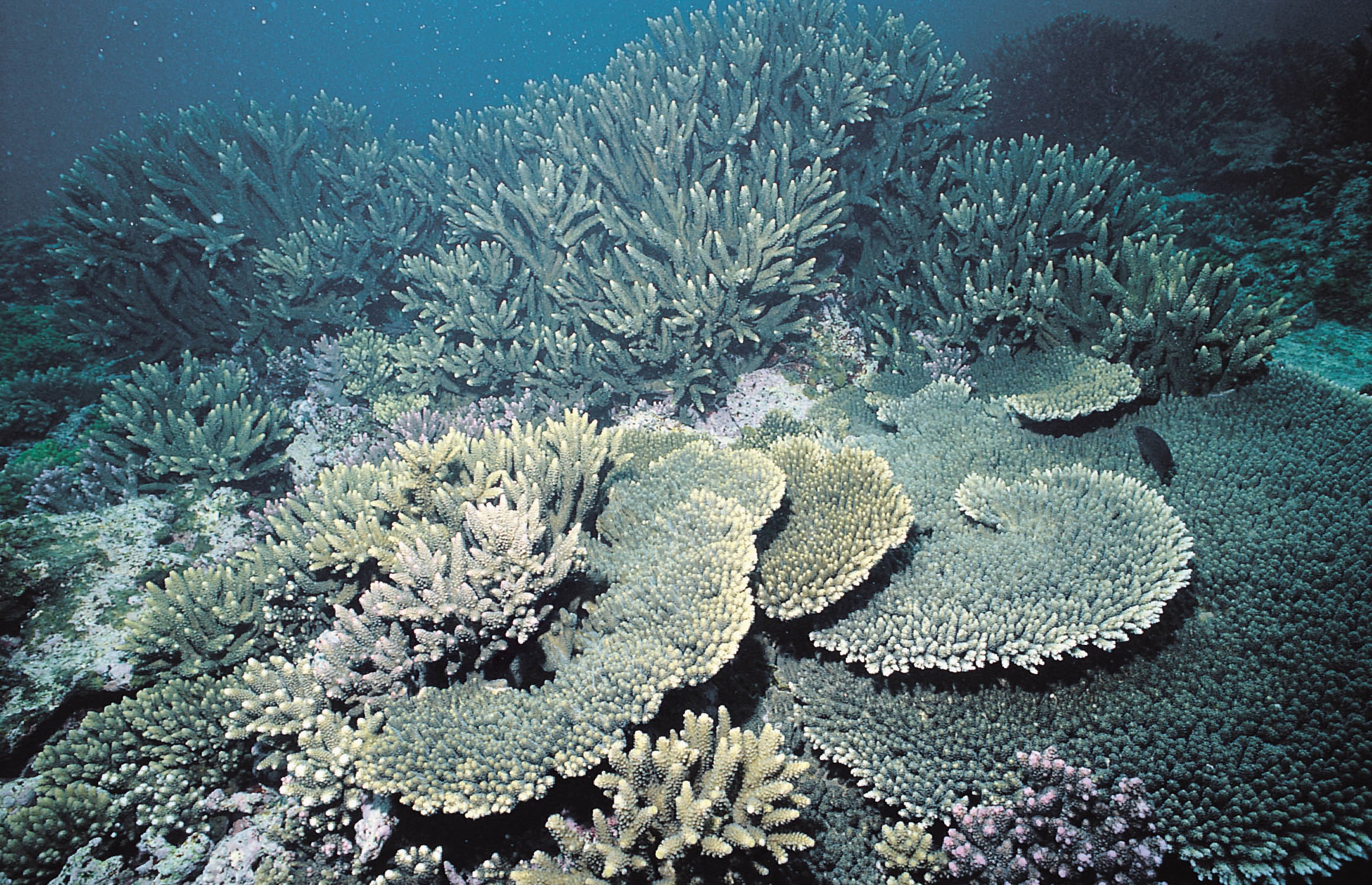 佳丽鹿角珊瑚