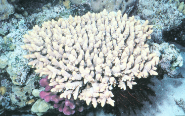 多孔鹿角珊瑚