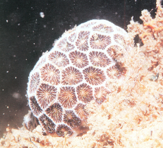 假铁星珊瑚