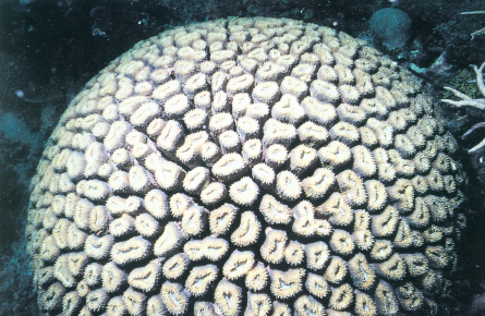 伞房叶状珊瑚