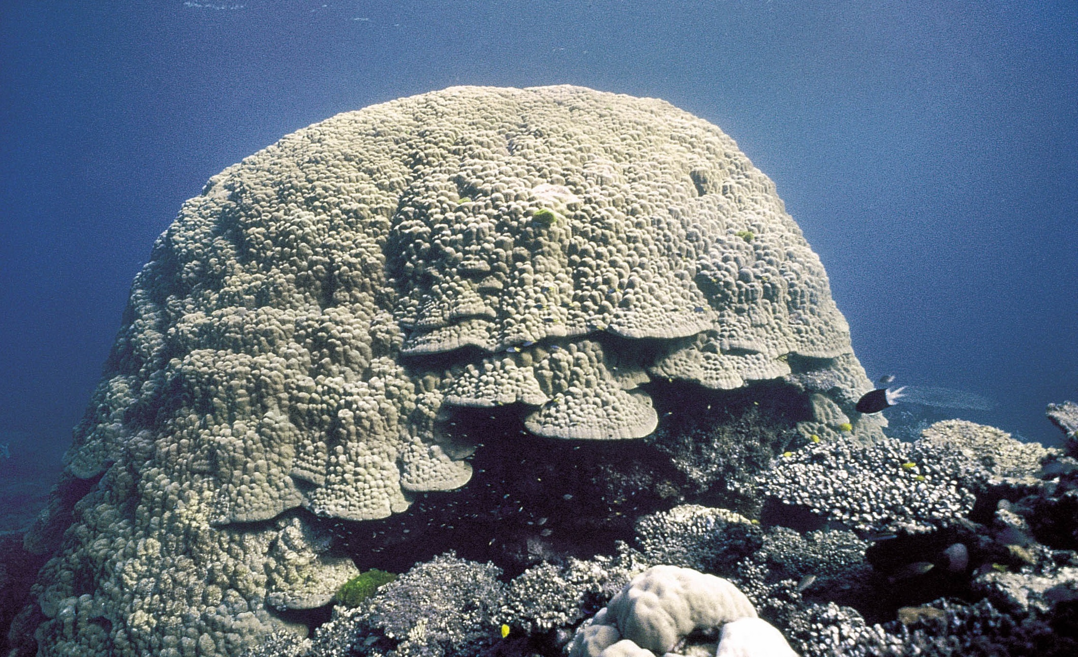 团块滨珊瑚