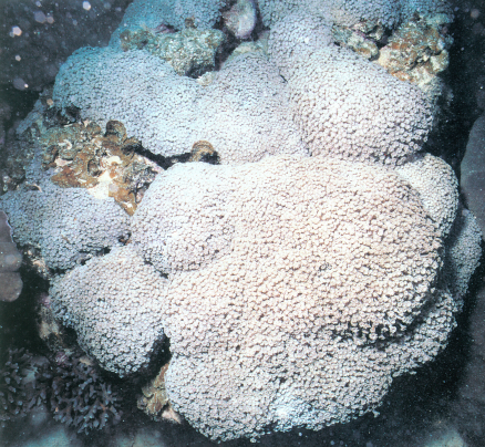 小角孔珊瑚