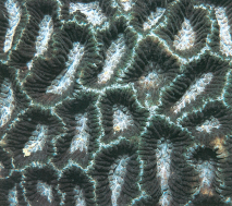 多弯角蜂巢珊瑚