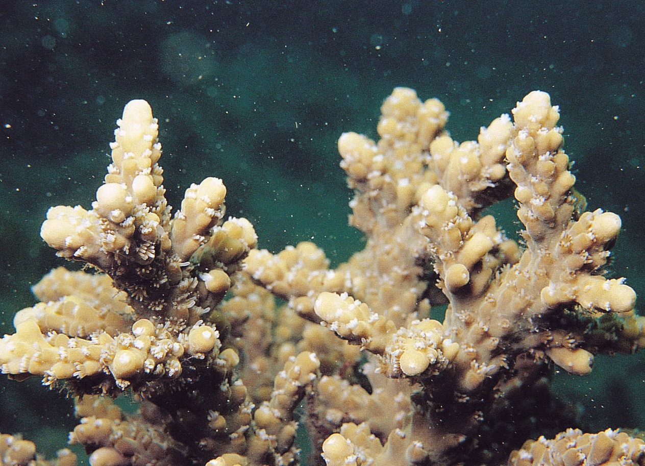 霜鹿角珊瑚