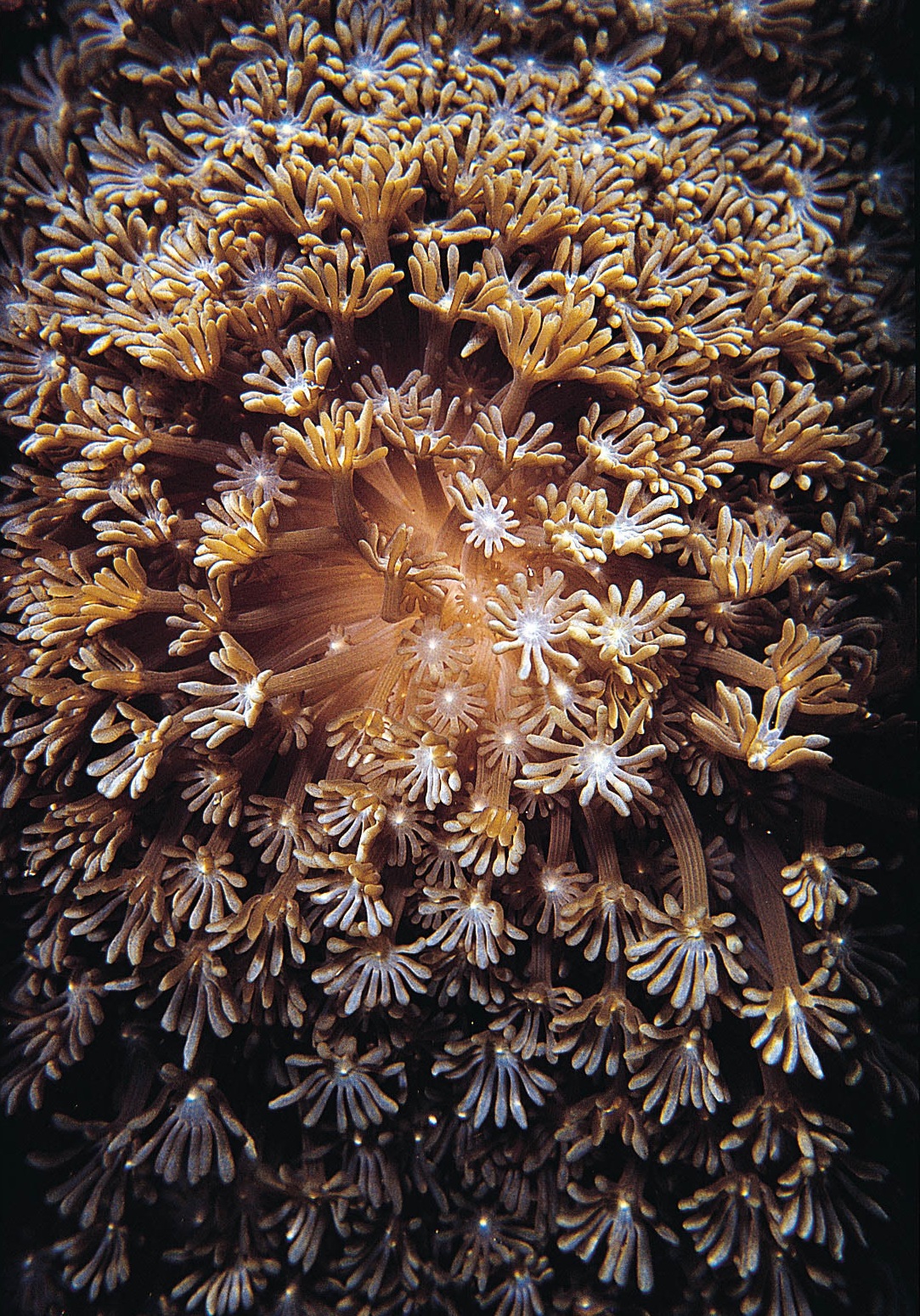 穴孔珊瑚