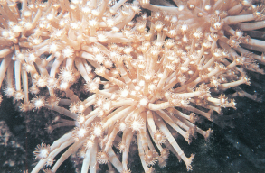 柱形角孔珊瑚