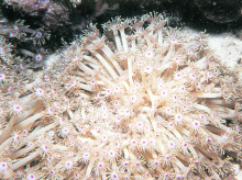 大角孔珊瑚