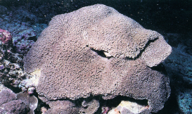 梭马管孔珊瑚