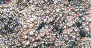 斯氏角孔珊瑚