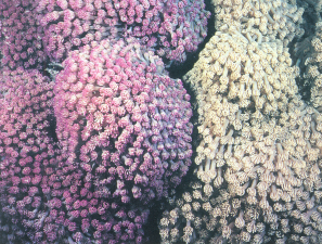 柔软角孔珊瑚