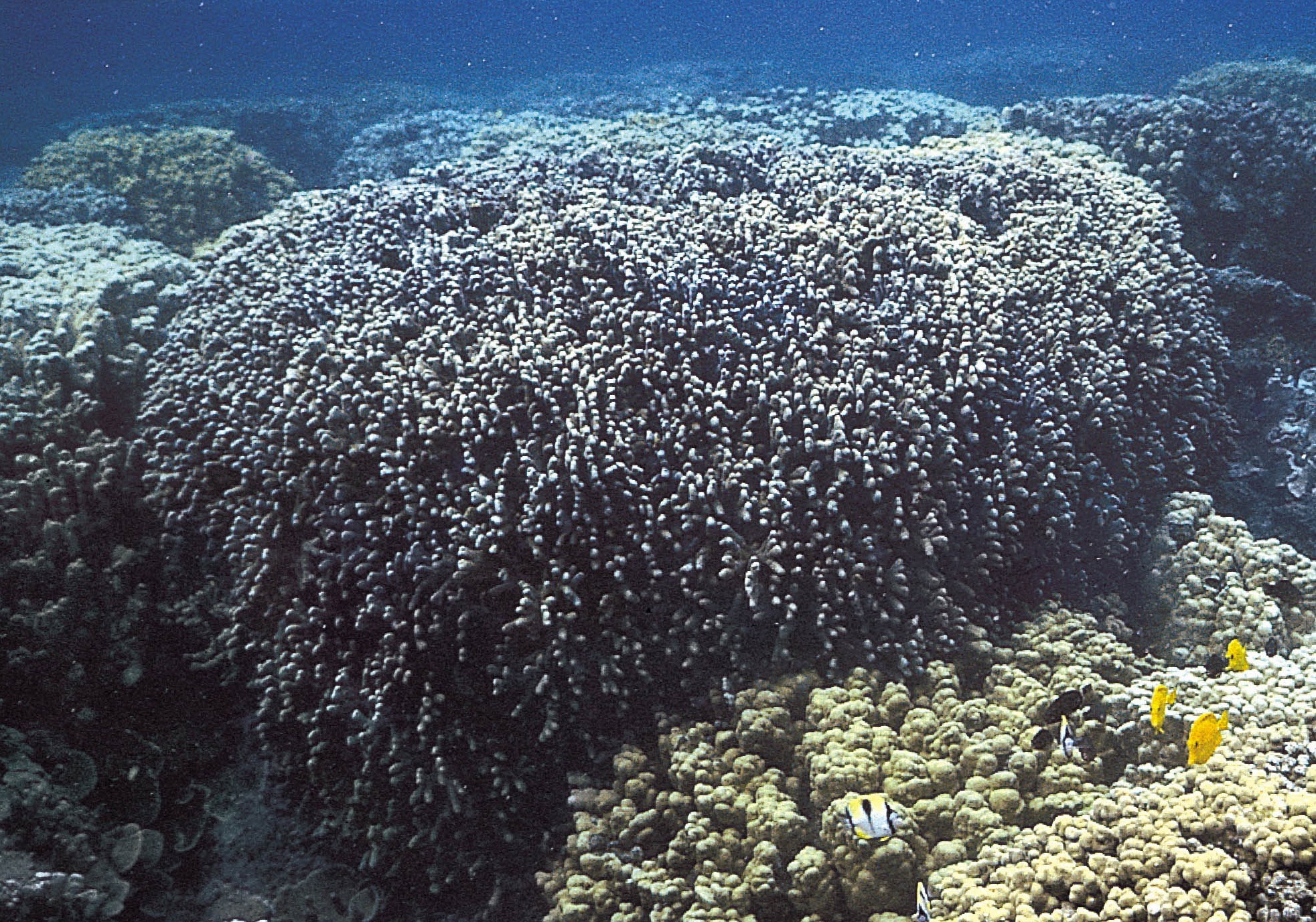 扁缩滨珊瑚