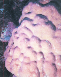 梅氏滨珊瑚