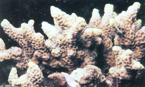短枝滨珊瑚