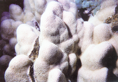 普哥滨珊瑚