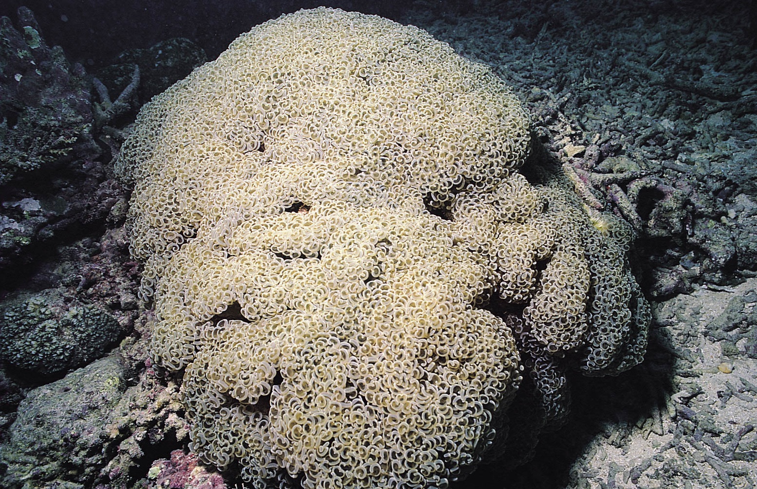 肾形真叶珊瑚