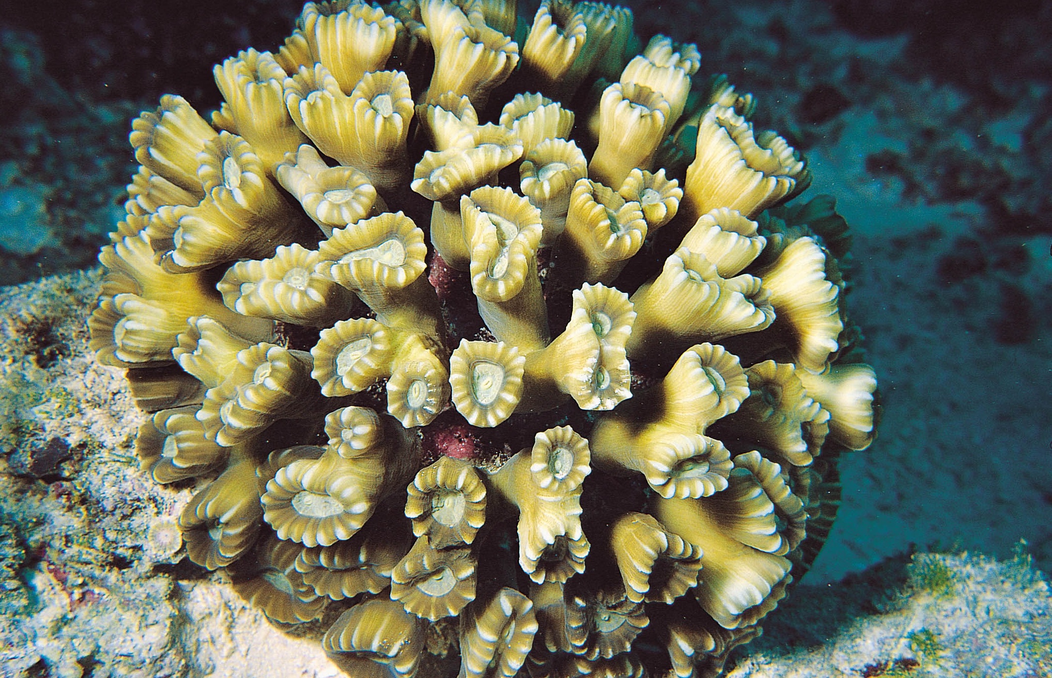 叉枝干星珊瑚