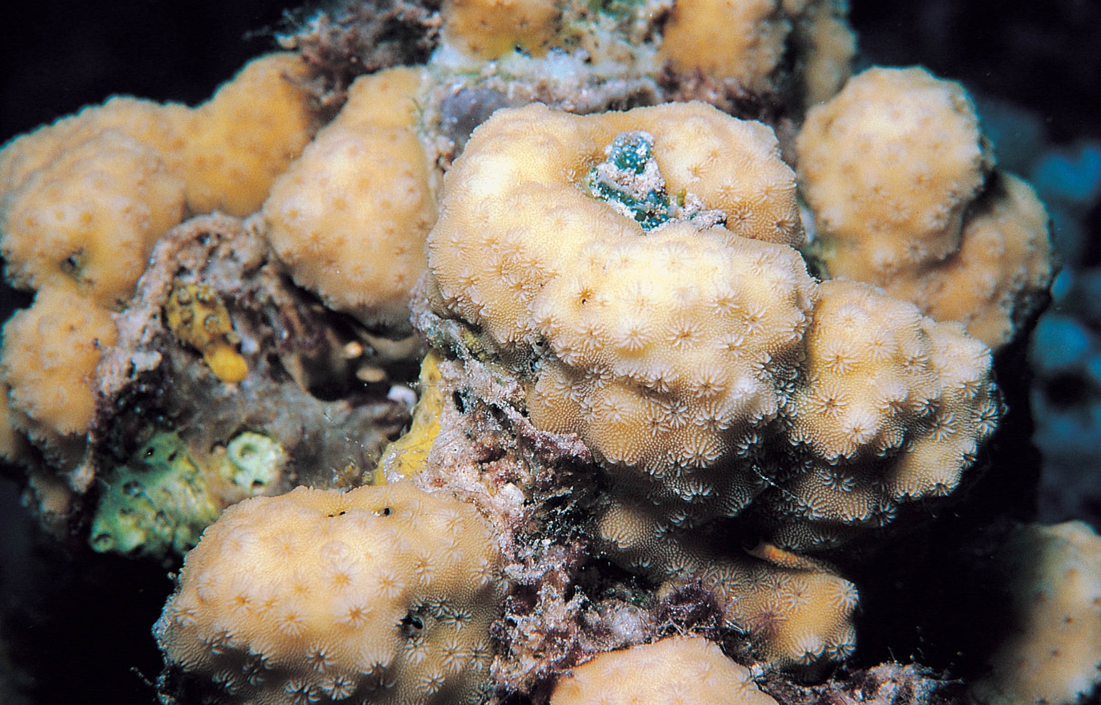小叶刺星珊瑚