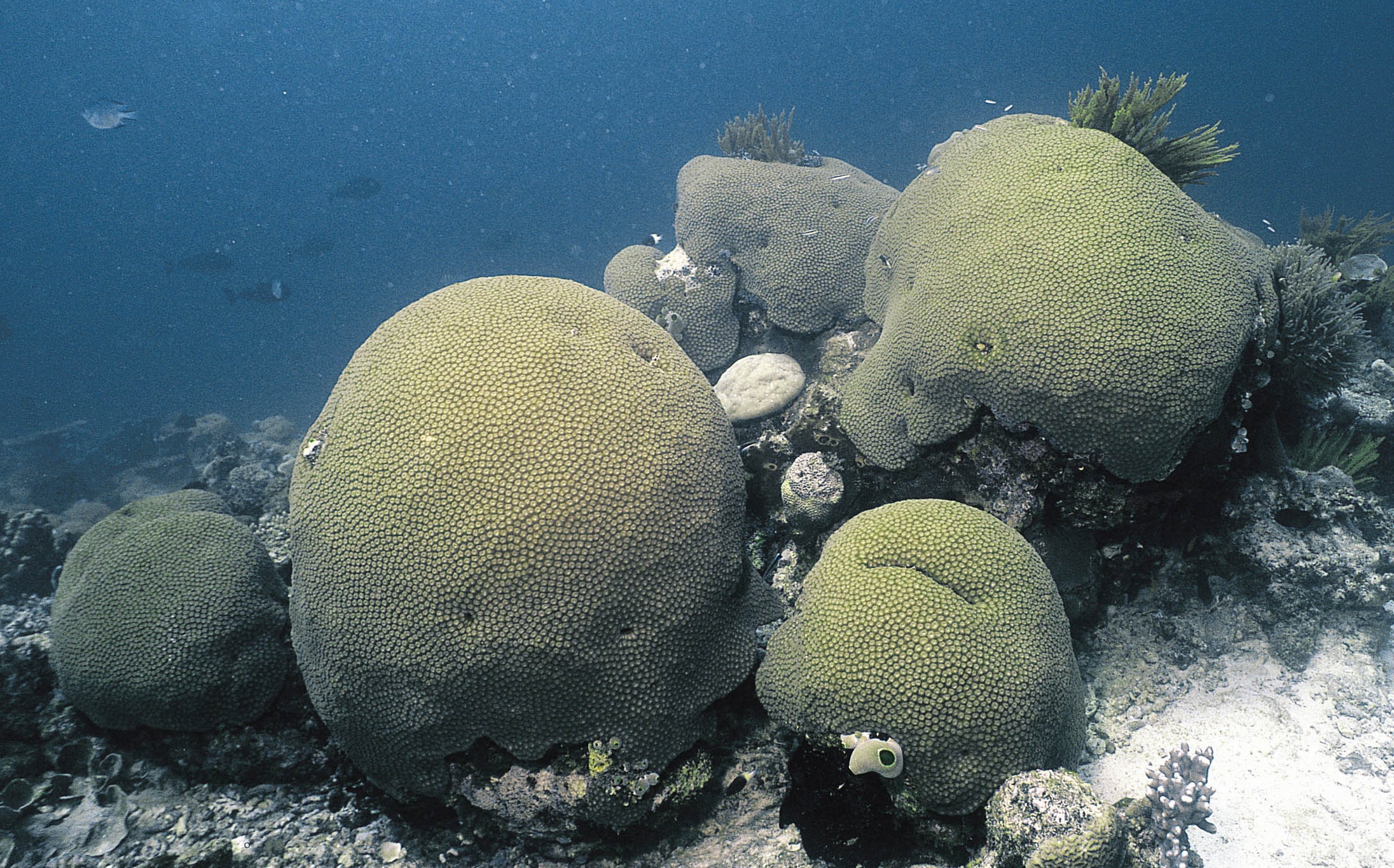同双星珊瑚