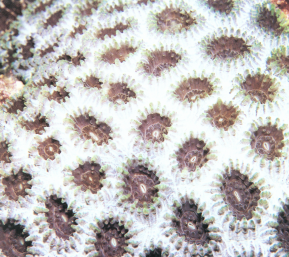 翘齿蜂巢珊瑚