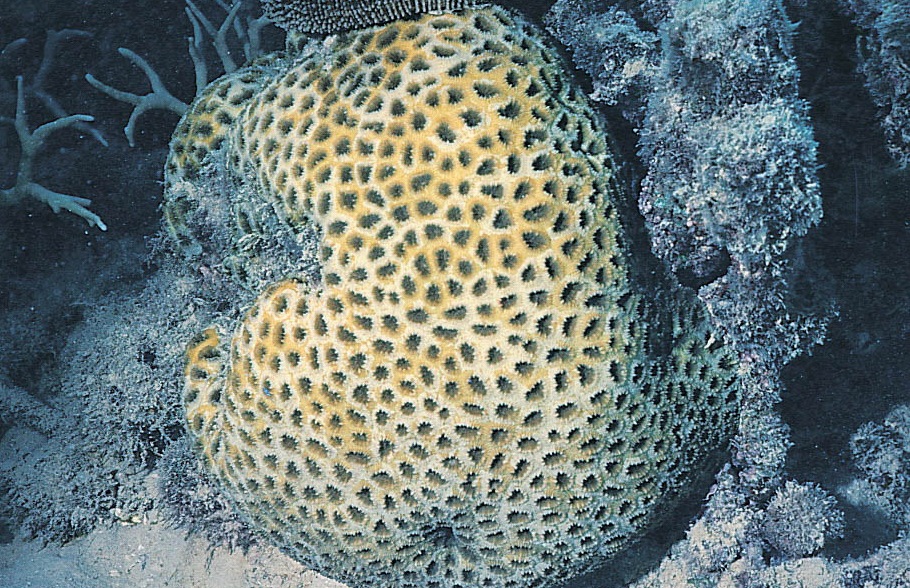 圈纹菊珊瑚