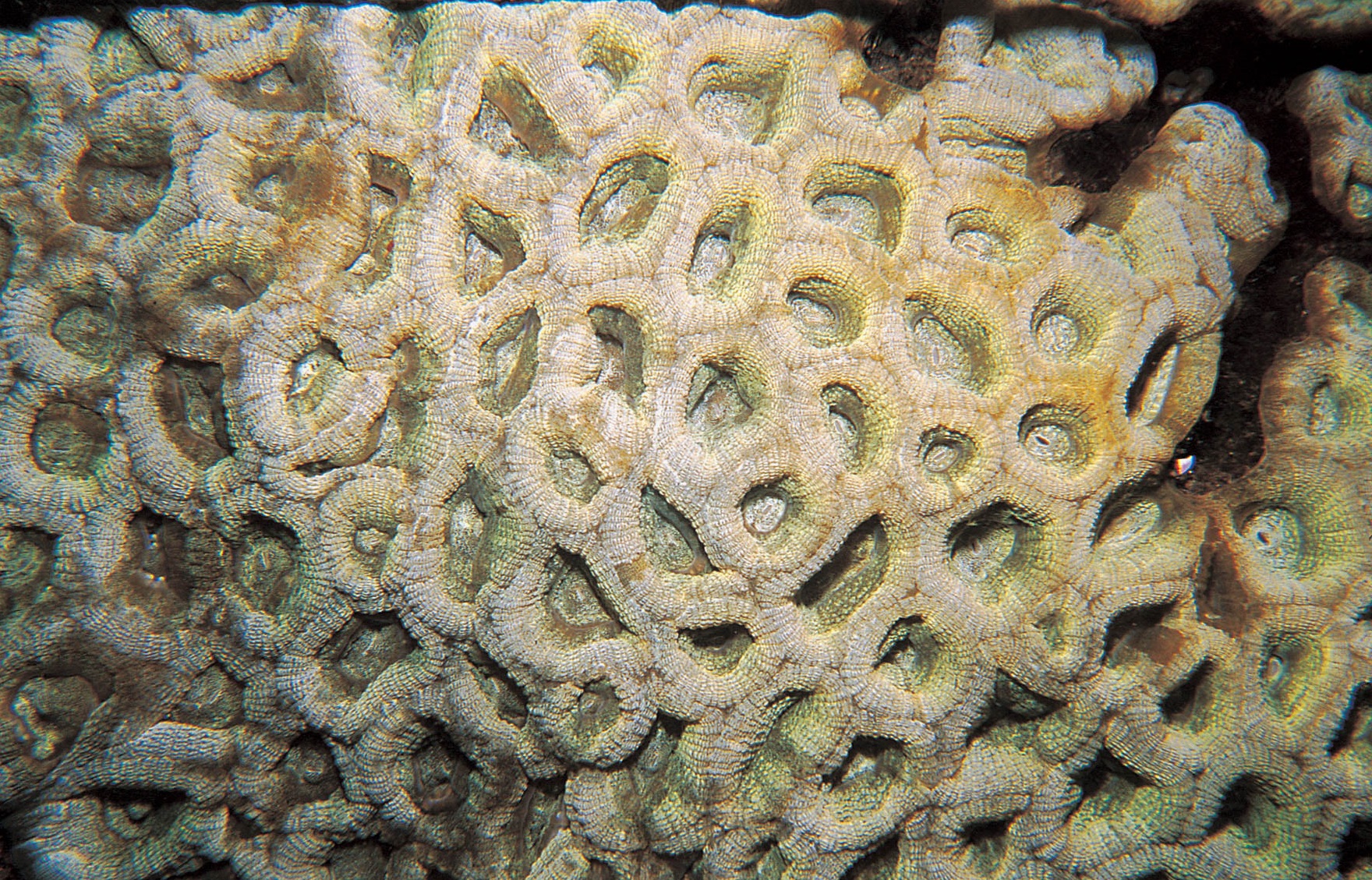 罗萨莉亚菊珊瑚