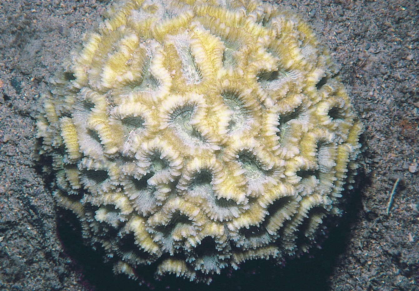 罗图马蜂巢珊瑚
