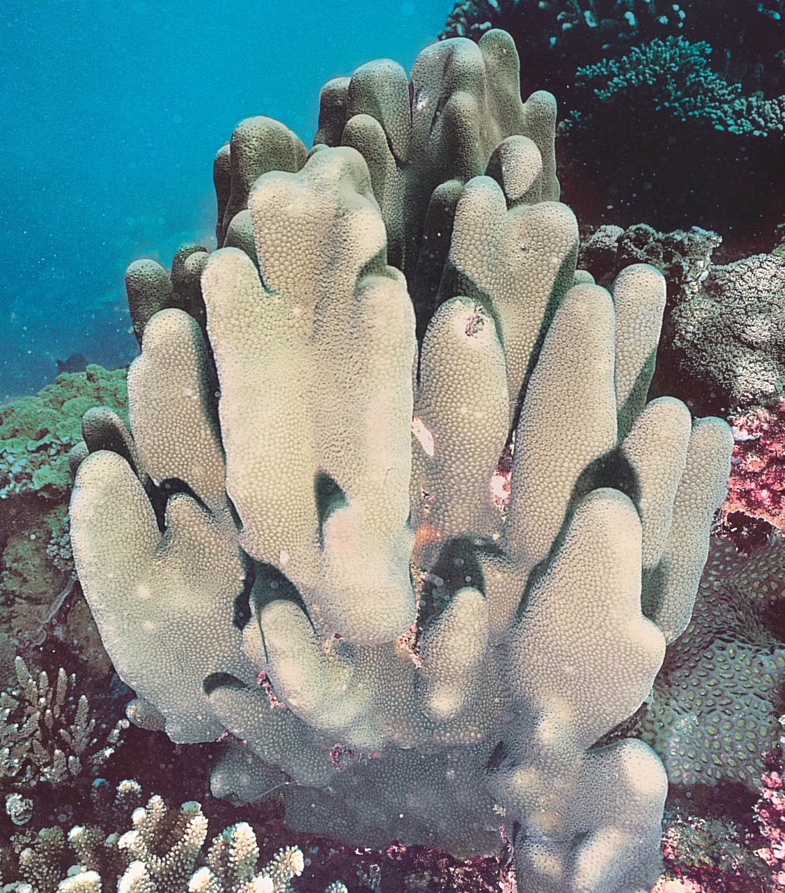 带刺蜂巢珊瑚