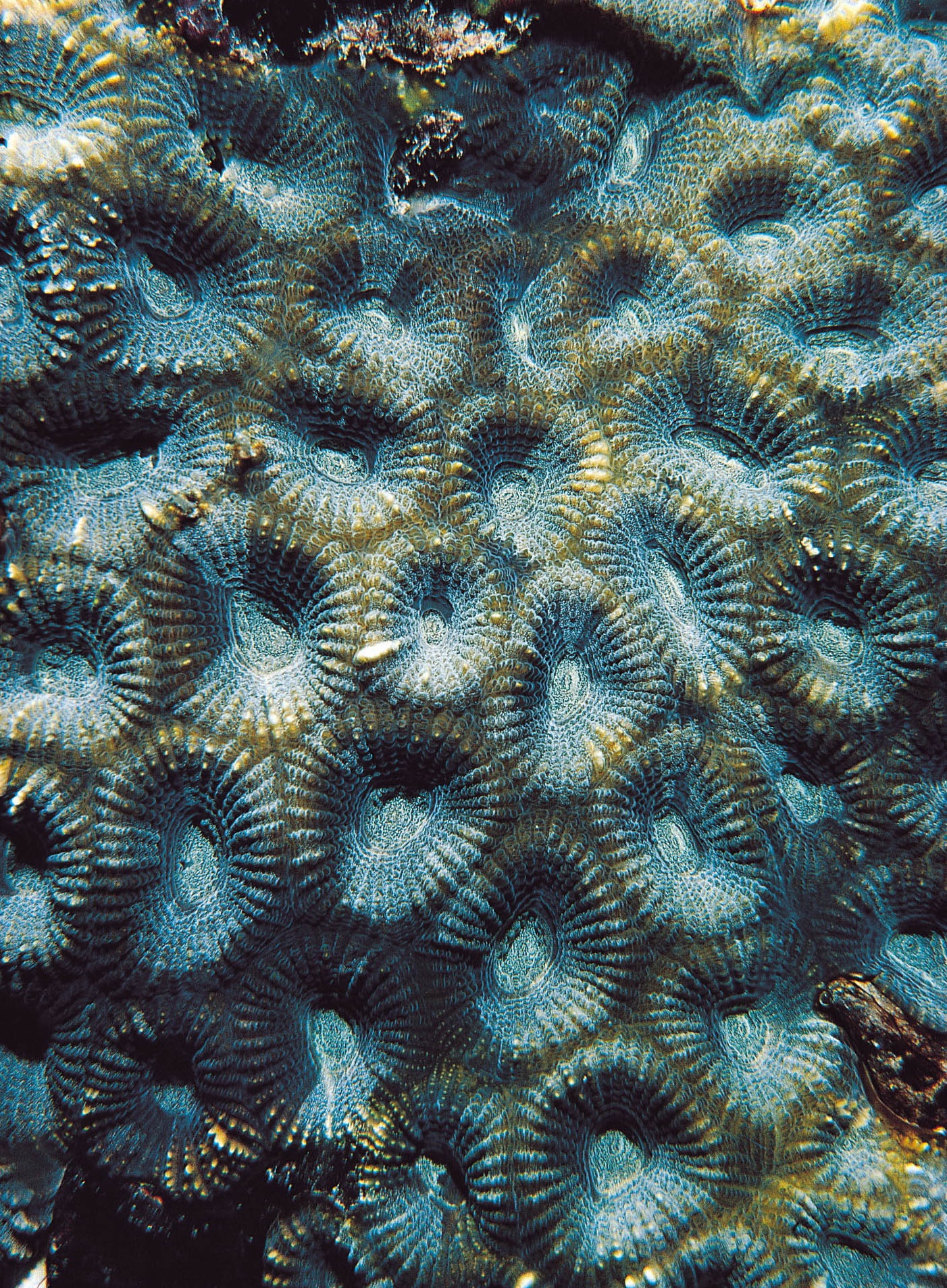 中华角菊珊瑚
