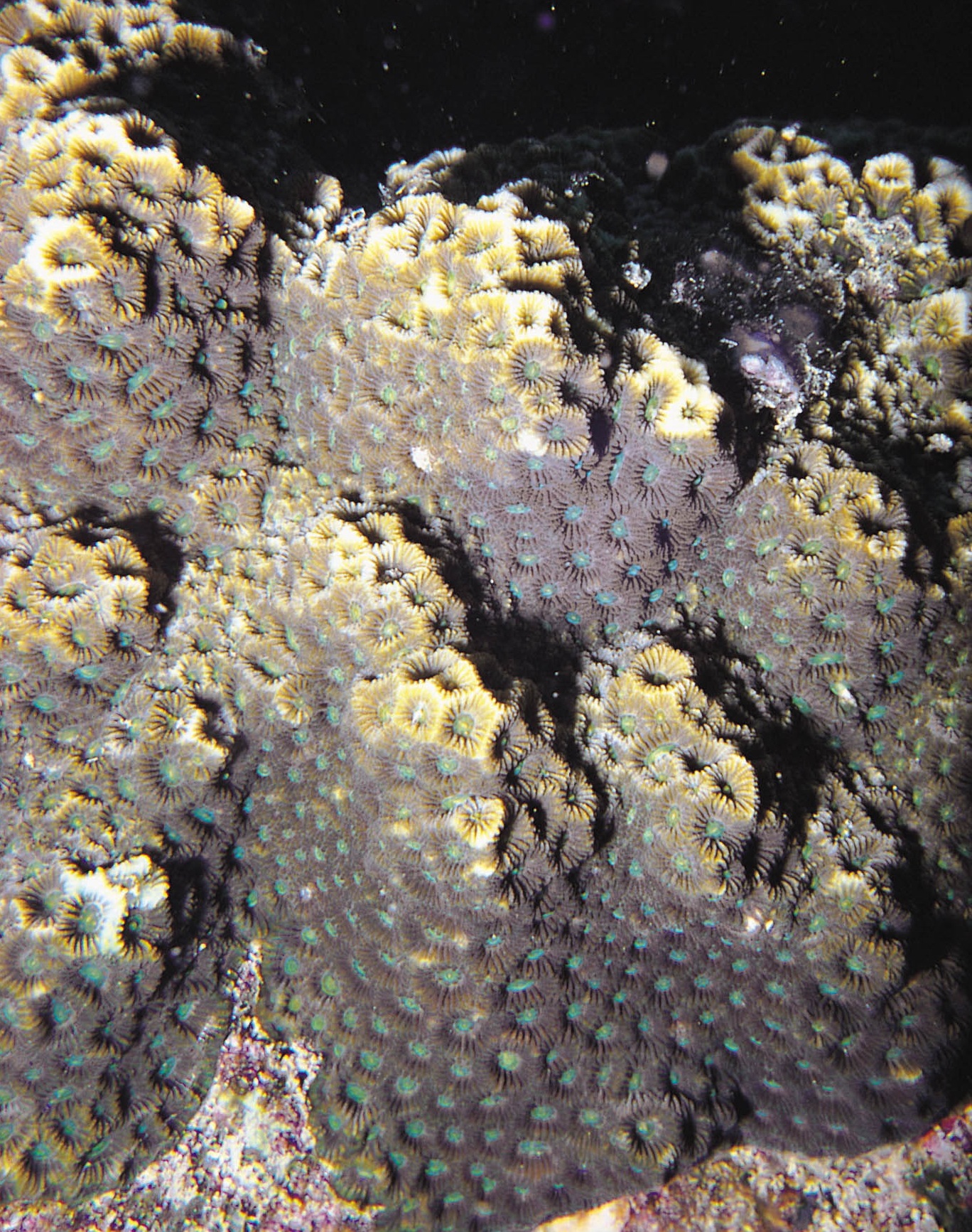 五边角蜂巢珊瑚
