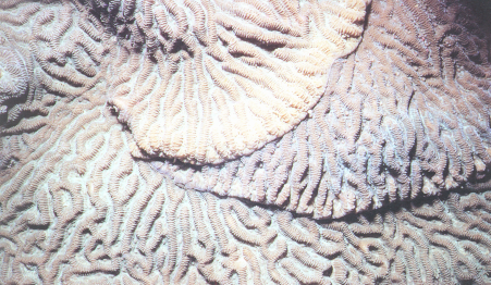 翼型角星珊瑚
