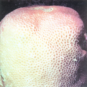 埃氏菊花珊瑚